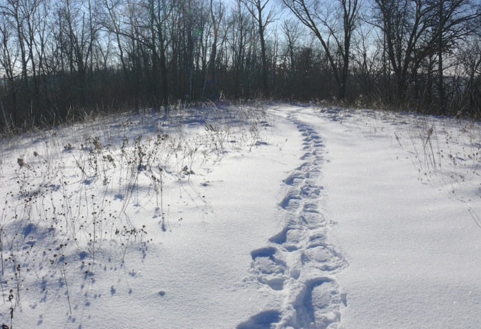 Image result for snowshoe tracks