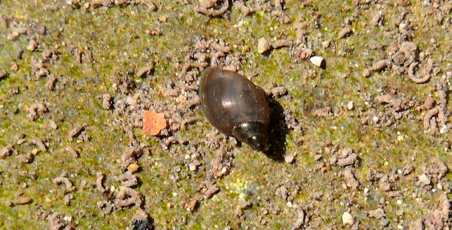 28-snail