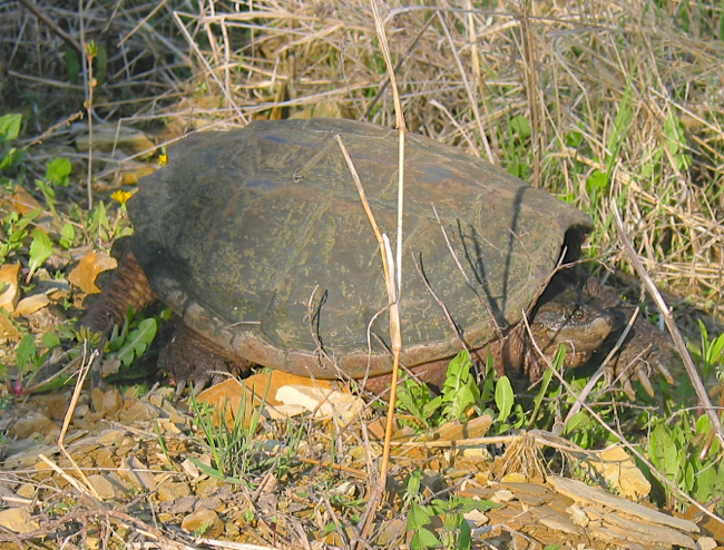 Snapping Turtle 5-12-03 1