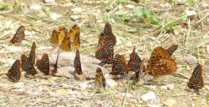 butterfly group on driveway 2 6-30