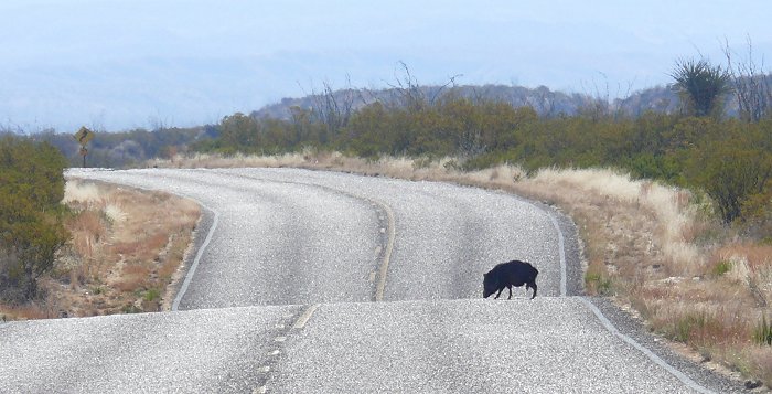 javelina-in-early-morning