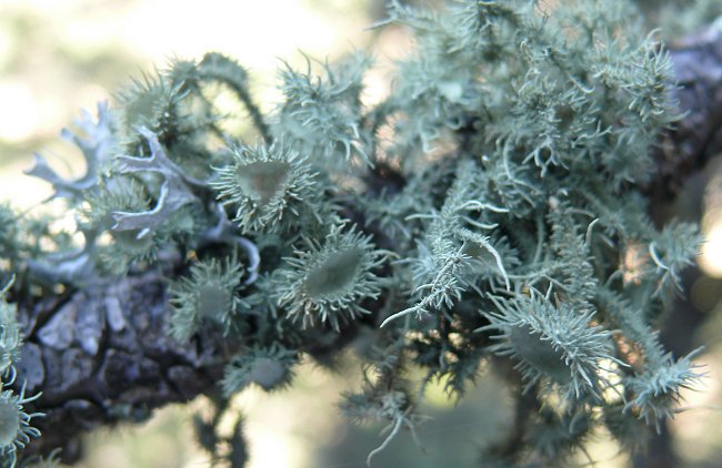lichens-on-juniper