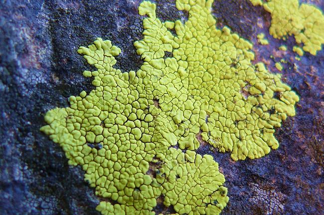 lichens-on-rocks