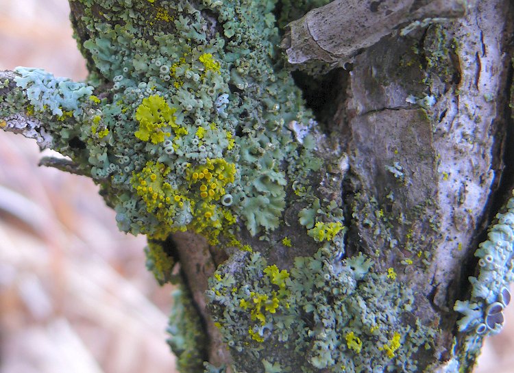small-burr-oak-tree-lichens