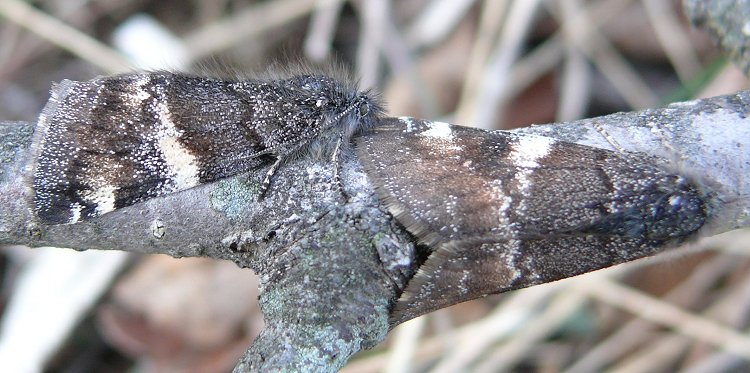 two-infant-moths-found-on-birch-branch-on-a-cold-morning-3-30-09