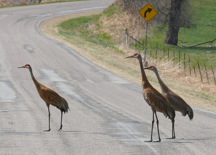 cranes-in-road