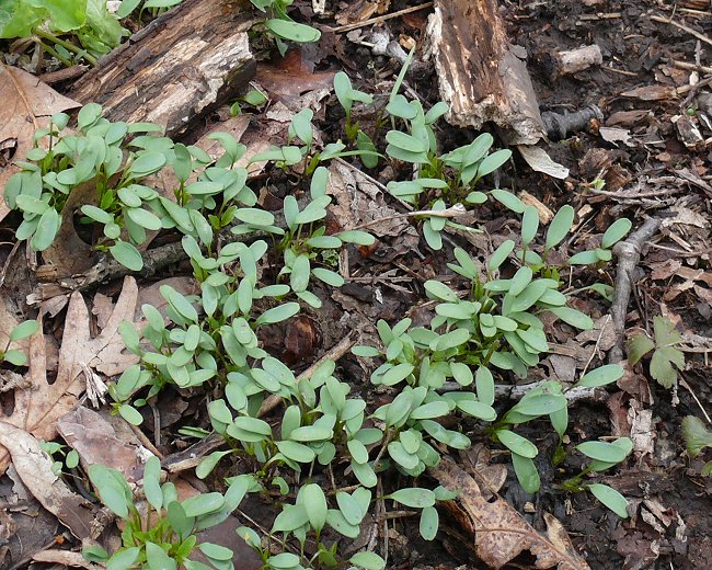Alliaria petiolata seedlings