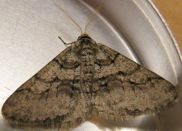 moth-1-4-12-09