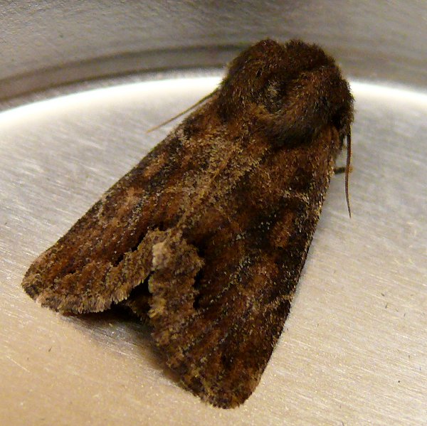 moth-2-4-12-09