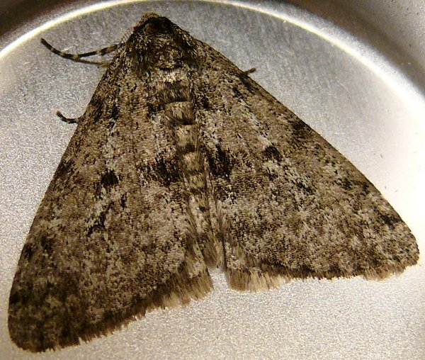 moth-3-4-12-091