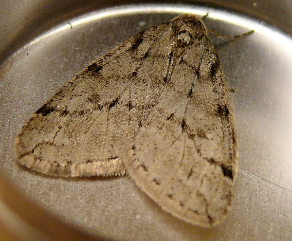 moth-4-4-12-09
