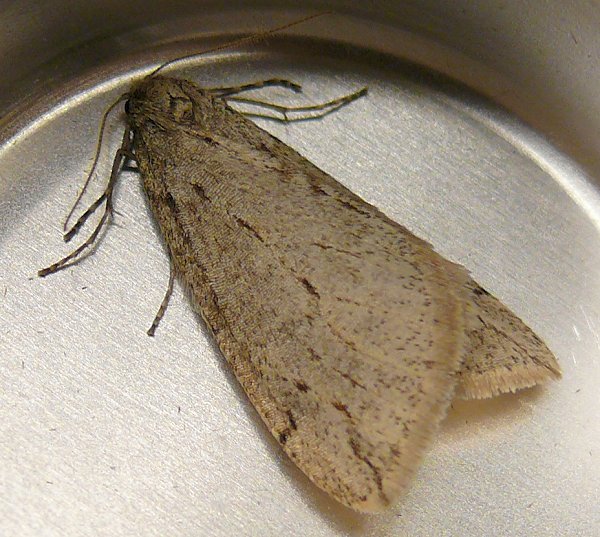 moth-5-4-12-09