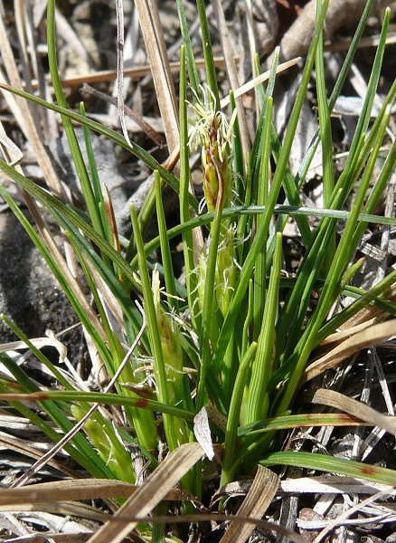 Carex pennsylvanica