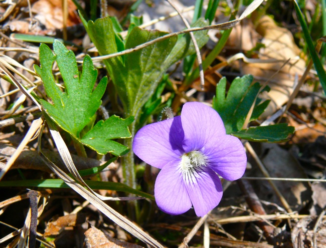 Viola x palmata