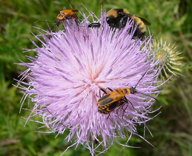 Bumblebee, Soldier Beetles, and unknown beetle on Field Thistle