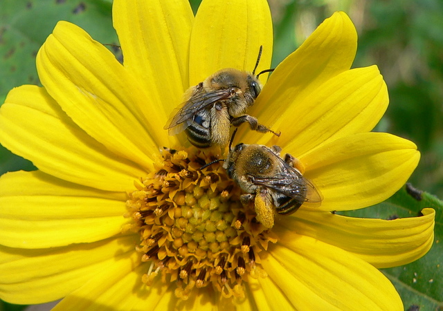 bees-on-oxeye