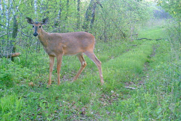 deer-in-camera