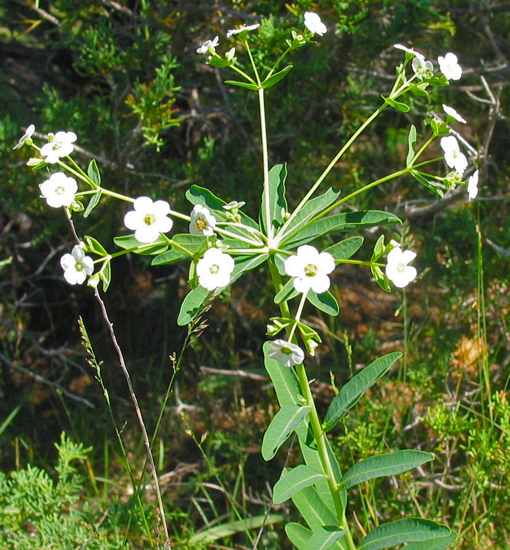Euphorbia corollata