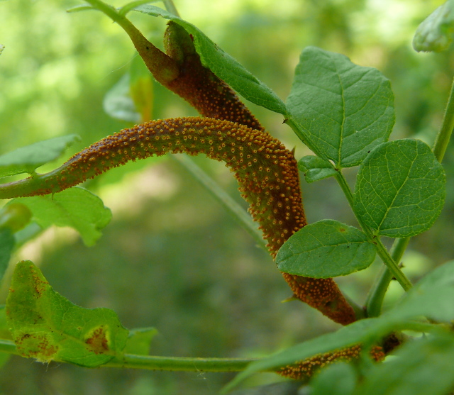 rust on prickly ash