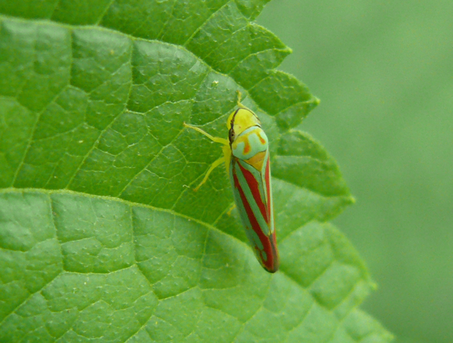 leaf-hopper-2