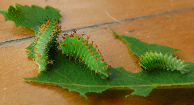 Polyphemus caterpillars