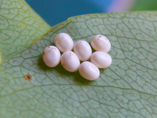 Callosamia promethea eggs