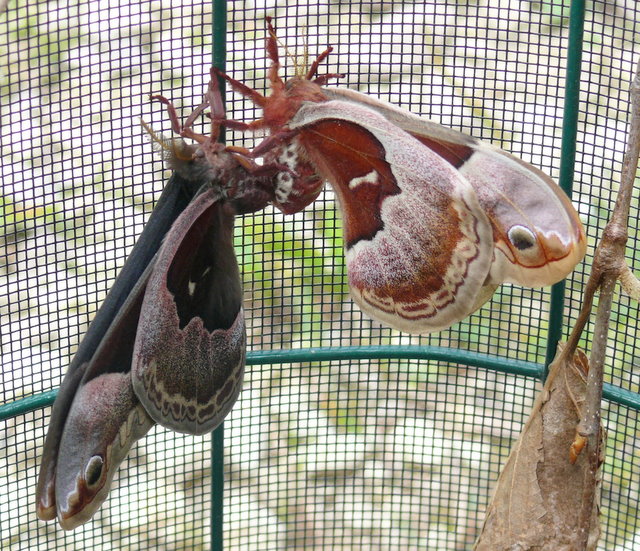 Promethea moths - mated pair