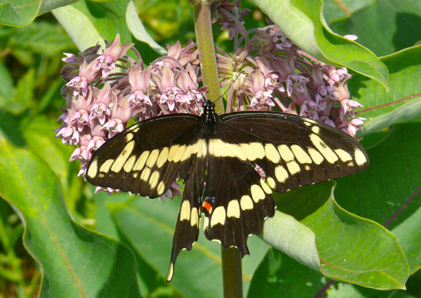 Papilio crestophantes