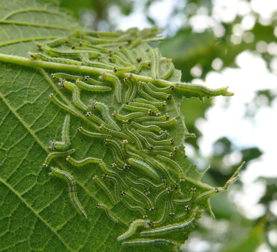 Asterocampa sp. larvae