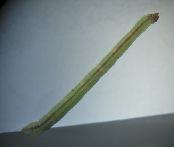8-28-11 caterpillar