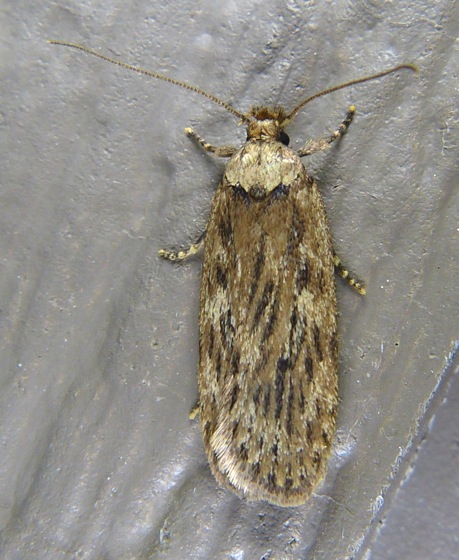 Depressaria radiella – Parsnip Webworm Moth | Prairie Haven