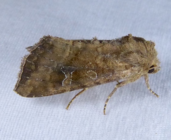 Loscopia velata – Veiled Ear Moth | Prairie Haven