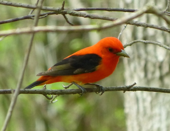 Scarlet Tanager 5-21-13