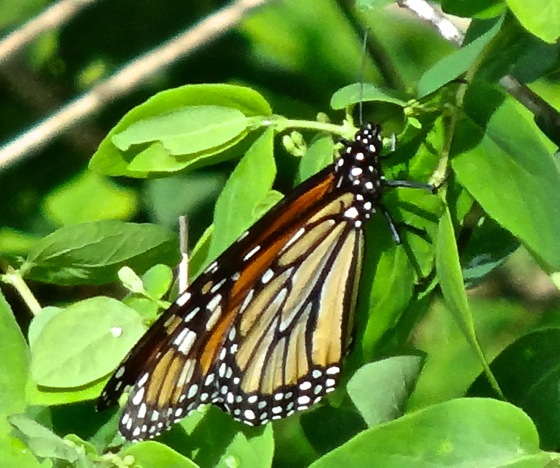 first monarch 5-30-13