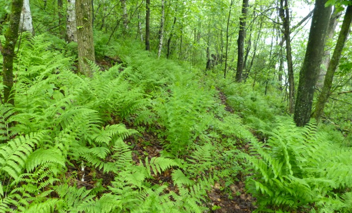 ferns in the woods