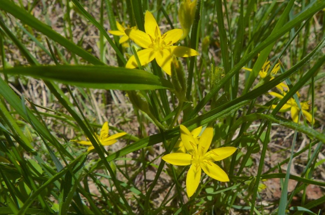 yellow stargrass