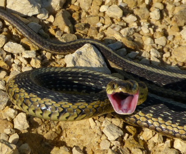 garter snake 6-26-13 1