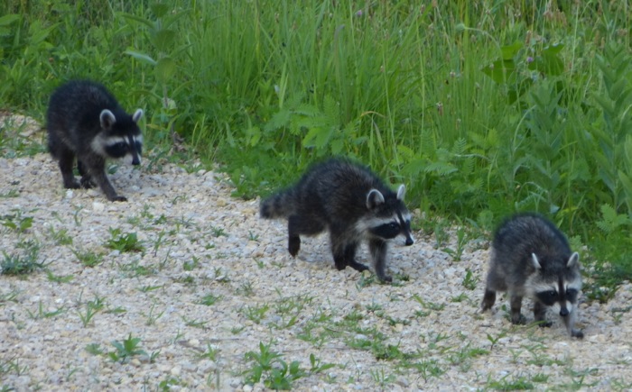raccoon babies 7-10-13 2