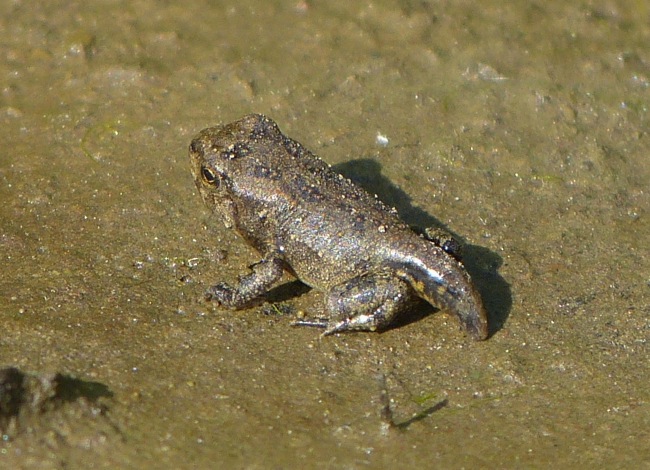 young frog