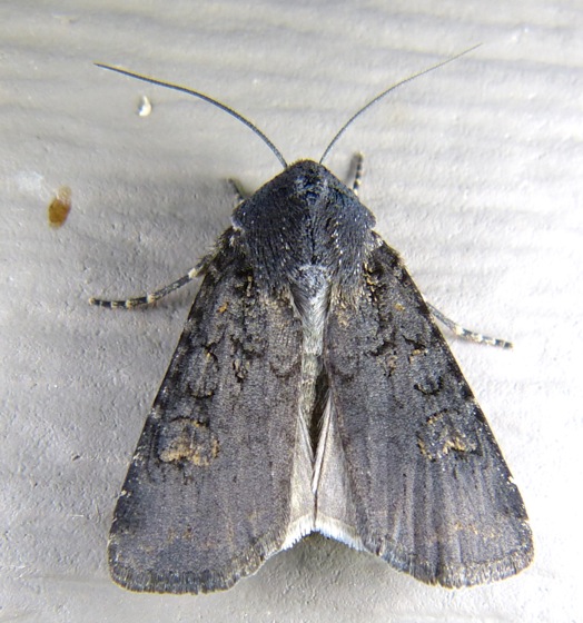 Euxoa velleripennis 8-31-13 1