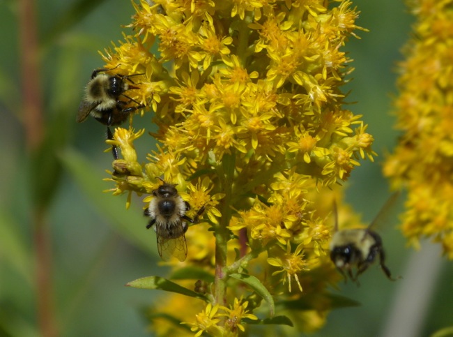 bees on goldenrod