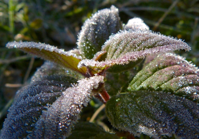 first frost