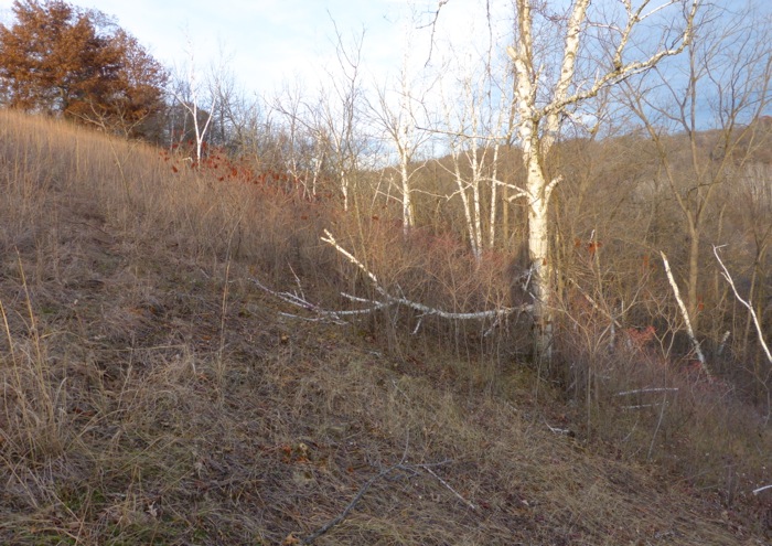 11-19-13 indian grass east slope - looking north