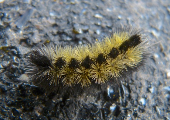 Ctenucha virginica caterpillar 11-19-13