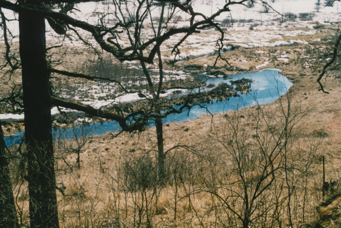 spring 2001 wetland 1