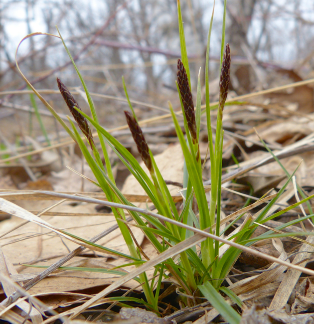 Carex pennsylvanica 4-16-14