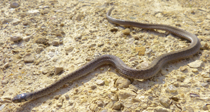 brown snake 5-6-14 1